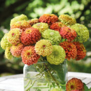 Zinnia elegans 'Queeny Mix' seeds