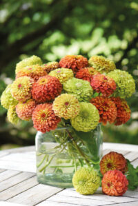Zinnia elegans 'Queeny Mix' seeds