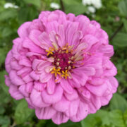 Zinnia elegans 'Benary Giant Bright Pink' seeds