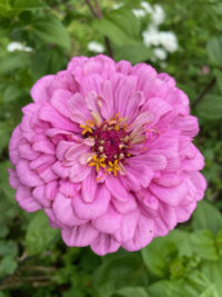 Zinnia elegans 'Benary Giant Bright Pink' seeds