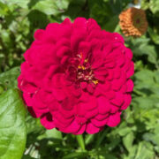 Zinnia elegans 'Benary Giant Deep Red' seeds