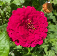 Zinnia elegans 'Benary Giant Deep Red' seeds