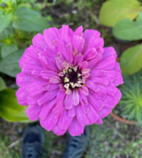 Zinnia 'Benary Giant Lilac' seeds