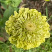 Zinnia elegans 'Benary Giant Lime' seeds