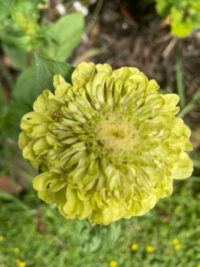 Zinnia elegans 'Benary Giant Lime' seeds