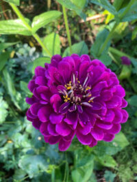 Zinnia elegans 'Benary Giant Purple' seeds