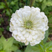 Zinnia elegans 'Benary Giant White' seeds