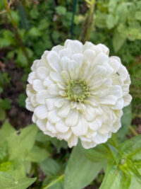 Zinnia elegans 'Benary Giant White' seeds