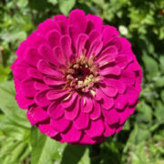 Zinnia elegans 'Benary Giant Wine' seeds