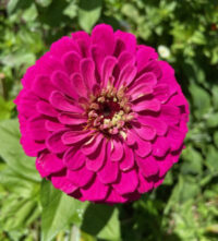 Zinnia elegans 'Benary Giant Wine' seeds