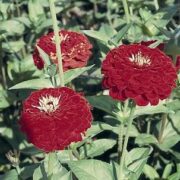 Zinnia elegans 'Gigantica Cherry' seeds