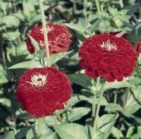 Zinnia elegans 'Gigantica Cherry' seeds