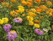 Zinnia elegans 'Giant Cactus mix' seeds