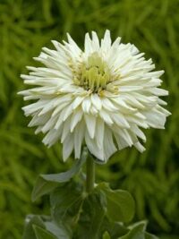 Zinnia elegans 'Giant Cactus White' seeds