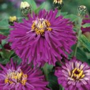 Zinnia elegans 'Giant cactus Purple'