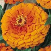 Zinnia elegans 'Gigantica Orange' seeds