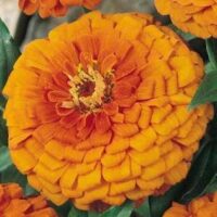 Zinnia elegans 'Gigantica Orange' seeds