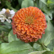 Zinnia elegans 'Gigantica Orange' seeds