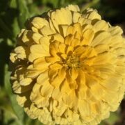 Zinnia elegans 'Gigantica Primrose' seeds
