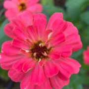 Zinnia elegans 'Gigantica Coral' seeds