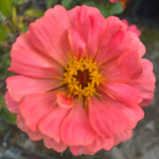 Zinnia elegans 'Gigantica Coral' seeds