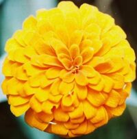 Zinnia elegans 'Gigantica Golden Yellow' seeds