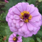 Zinnia elegans 'Gigantica Lavender' seeds