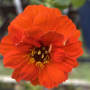 Zinnia elegans 'Gigantica Orange' seeds