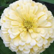 Zinnia elegans 'Gigantica Primrose' seeds