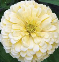 Zinnia elegans 'Gigantica Primrose' seeds
