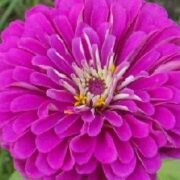 Zinnia elegans 'Gigantica Purple'