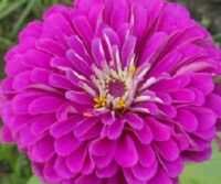 Zinnia elegans 'Gigantica Purple'