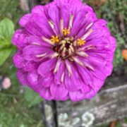 Zinnia elegans 'Gigantica Purple' seeds