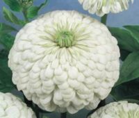 Zinnia elegans 'Gigantica White' seeds