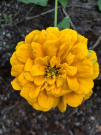 Zinnia elegans 'Benary Giant Golden Yellow' seeds