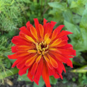 Zinnia elegans 'Inca' seeds