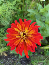Zinnia elegans 'Inca' seeds