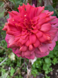 Zinnia elegans 'Jim Baggetts Choice Mix' seeds - Image 3