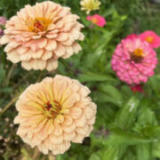 Zinnia elegans 'Jim Baggetts Choice Mix' seeds