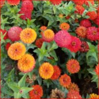 Zinnia elegans 'Magic Bus' seeds