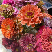 Zinnia elegans 'Benary Giant Mixed' seeds