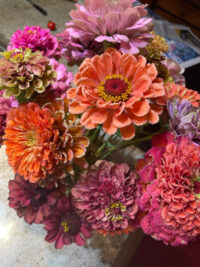 Zinnia elegans 'Benary Giant Mixed' seeds