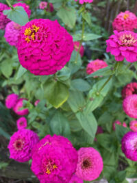 Zinnia elegans 'Oklahoma Carmine Rose' seeds