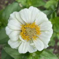 Zinnia elegans 'Oklahoma White' seeds