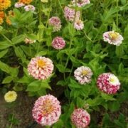 Zinnia elegans 'Peppermint stick' seeds