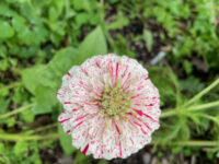 Zinnia elegans 'Pop Art White and Red'  seeds