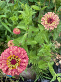 Zinnia elegans 'Queeny Lime Red' seeds - Image 2