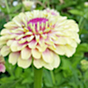 Zinnia elegans 'Queen lime with Blush' seeds