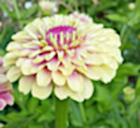 Zinnia elegans 'Queen lime with Blush' seeds