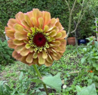 Zinnia elegans 'Queen Lime Orange' seeds